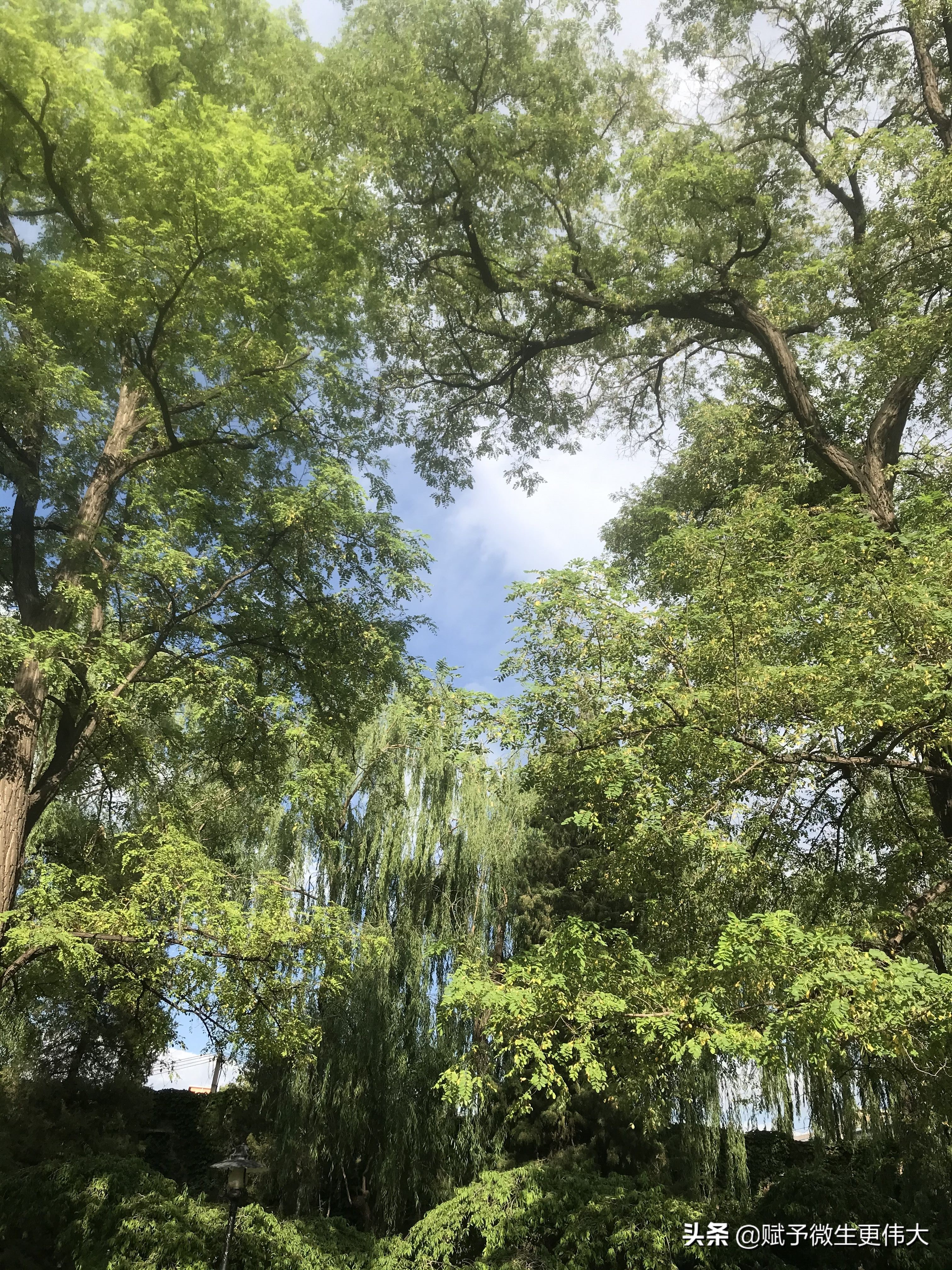 蓬莱阁——无心与境接，偶遇信悠哉