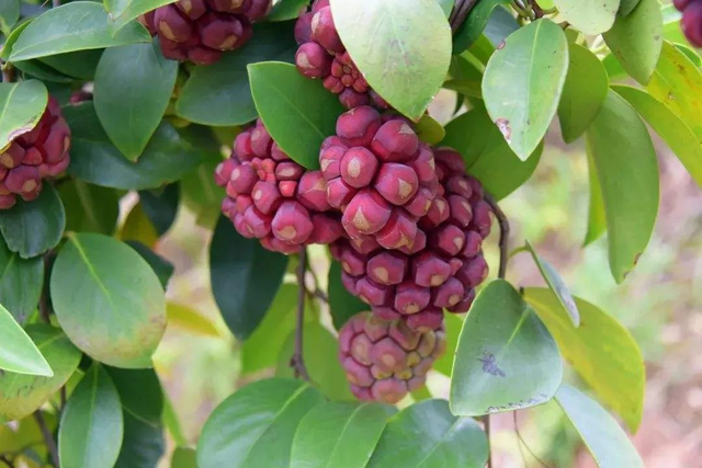 24种带有"虎"字的植物,有些花卉名称都没听过,你认识几种?