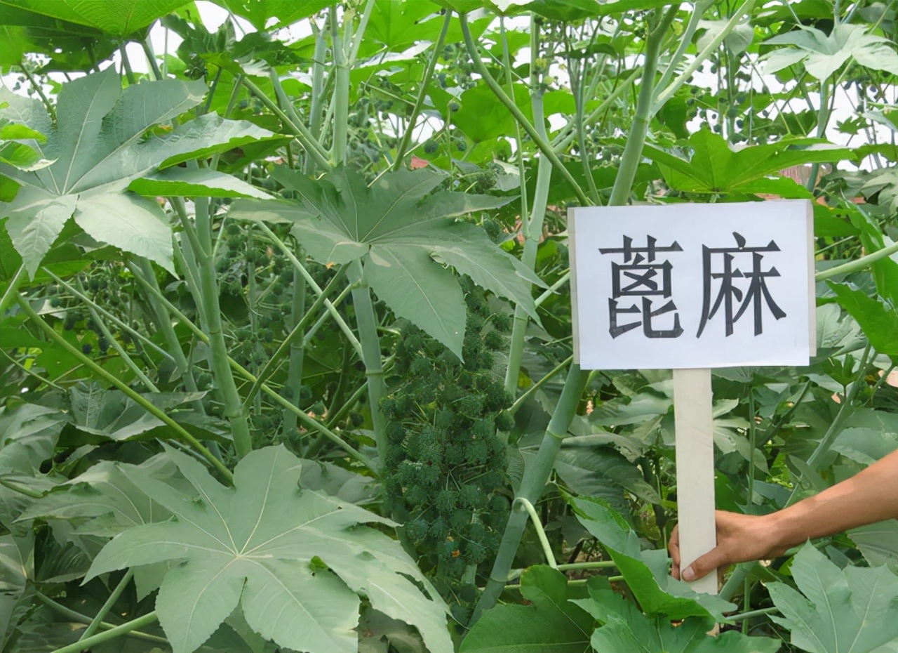 儿时随处可见的蓖麻，中国年需求40万吨，还被美国列为战略物资？