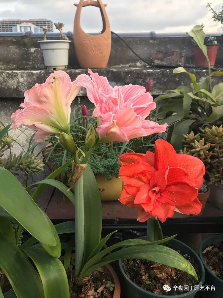 园丁奖花园组《002号》不离不弃,芳龄永继