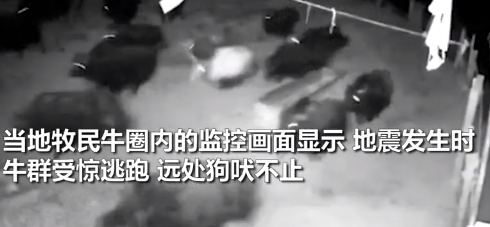 青海6.9级地震前1秒，为何有强光闪爆地平线？牛群惊跳逃跑