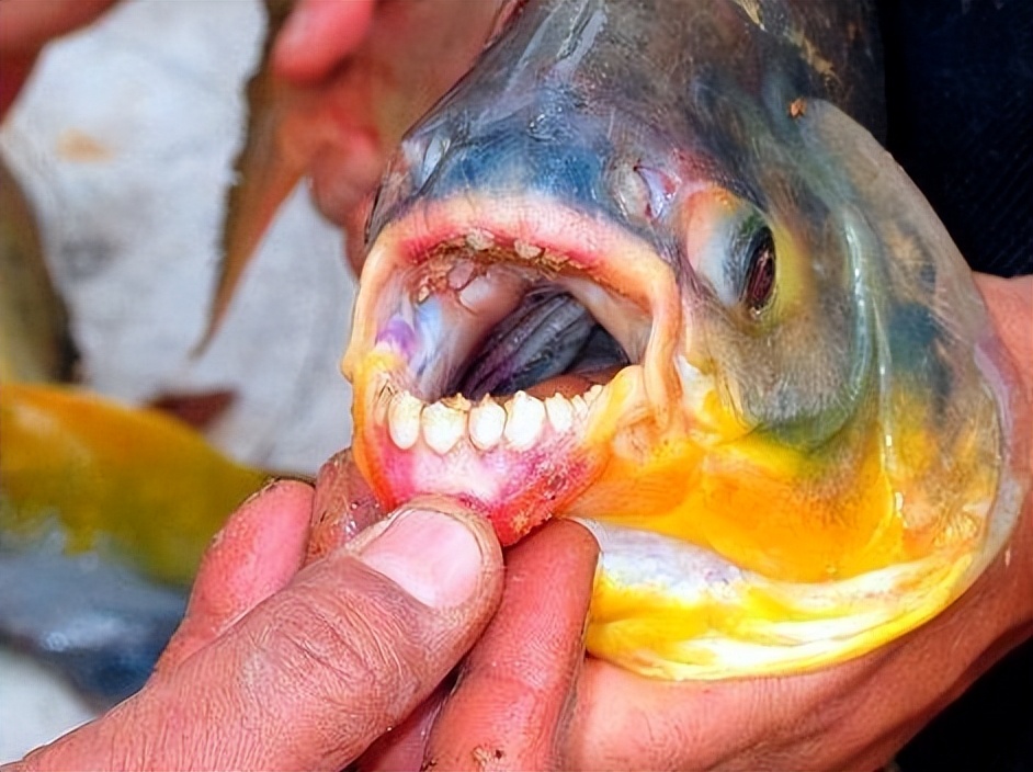 在常见的鱼中,一般都没有牙齿,却在咽喉部生有一对咽齿,专管磨碎食物