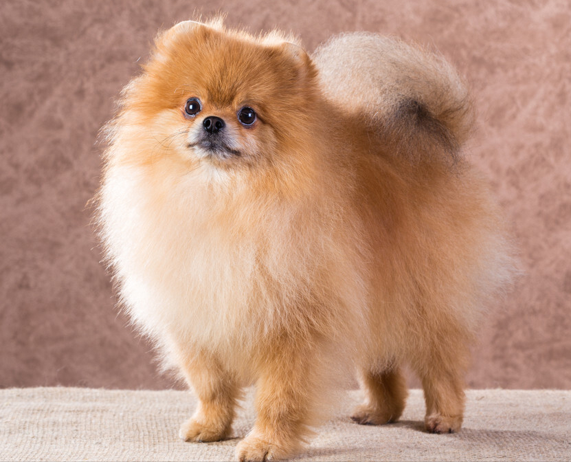 博美血统纯正的"6大"特征,我家是串串,你家呢?