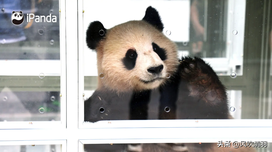 不能进世界杯的国家（卡塔尔世界杯被抵制？中国队没参加，却在背后“踢爆”了）