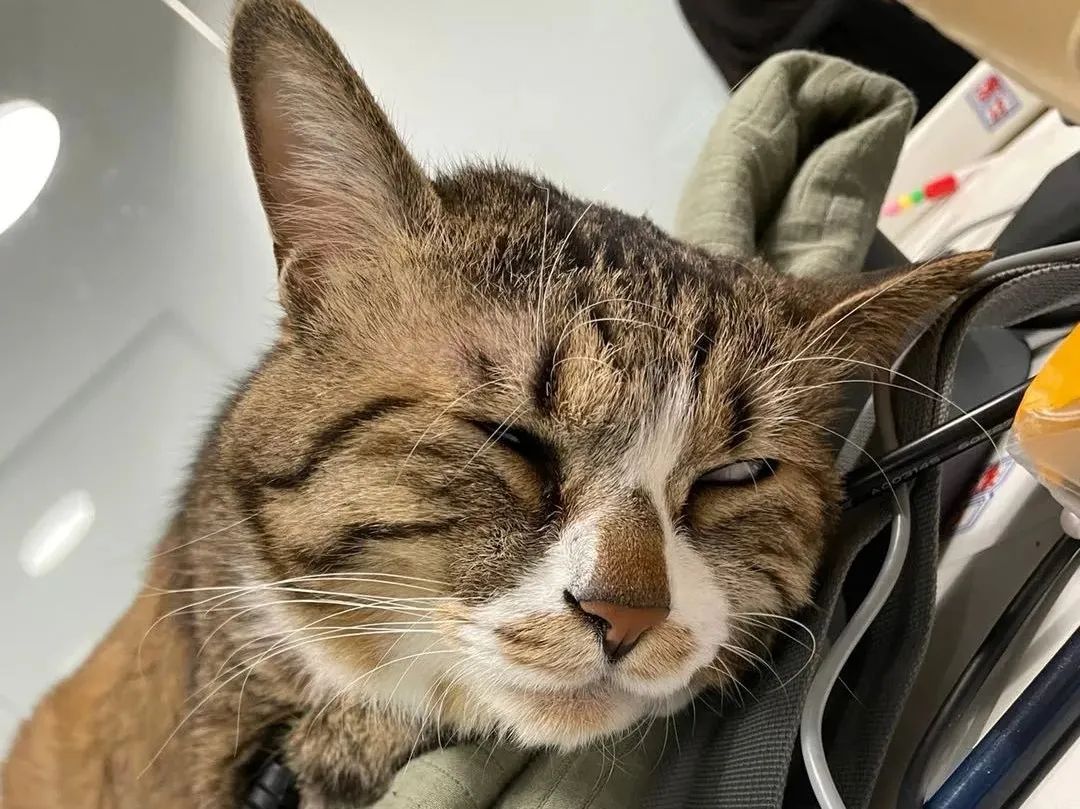 不是艺术生没学过手绘，我拿下RCA是场奇迹