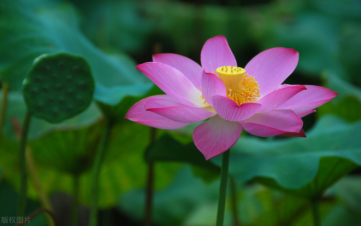 植物体细胞杂交技术的原理（细胞工程知识点汇总详细讲解）