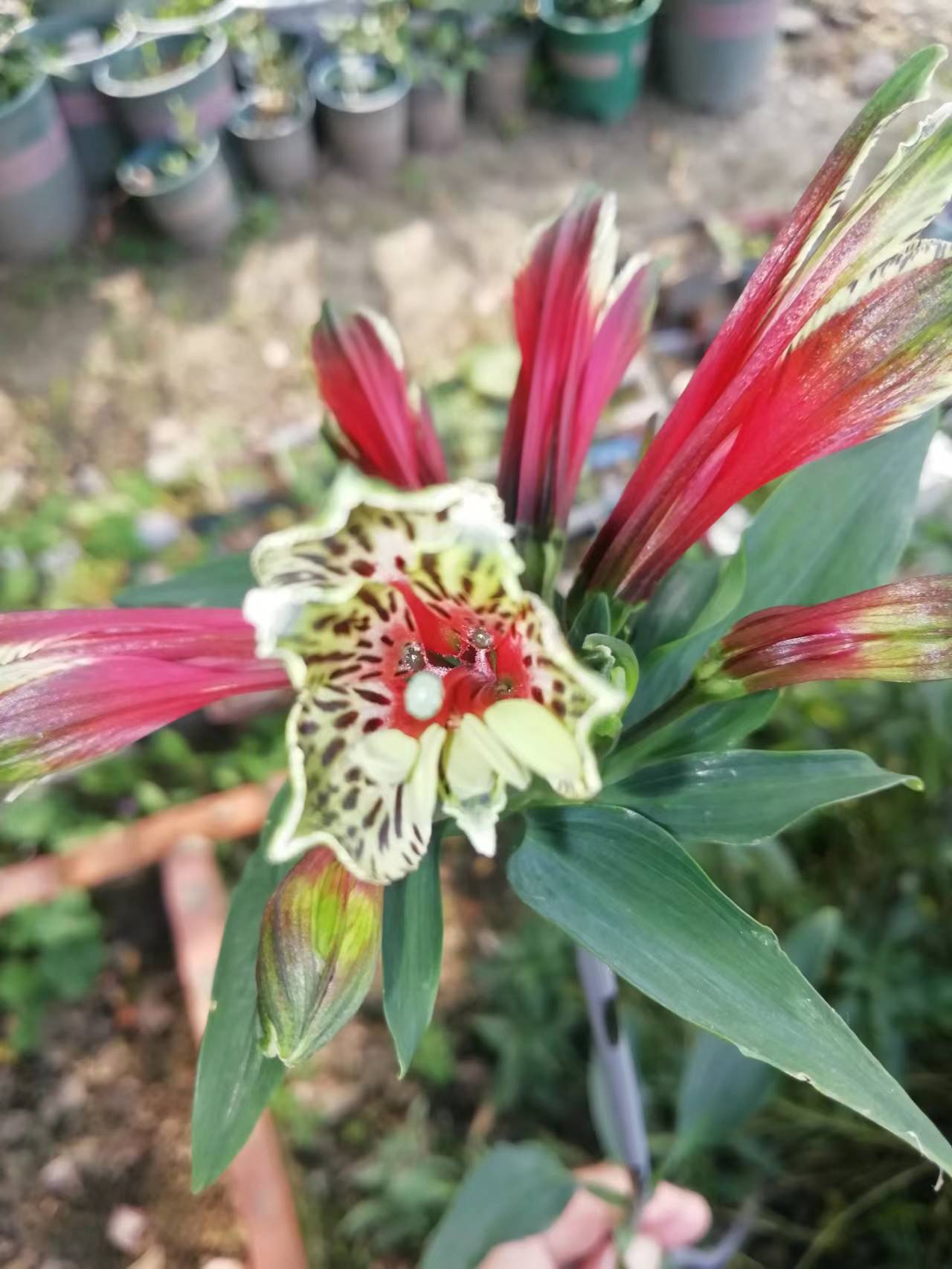 新优花卉 六出花 秘鲁百合 天天看点