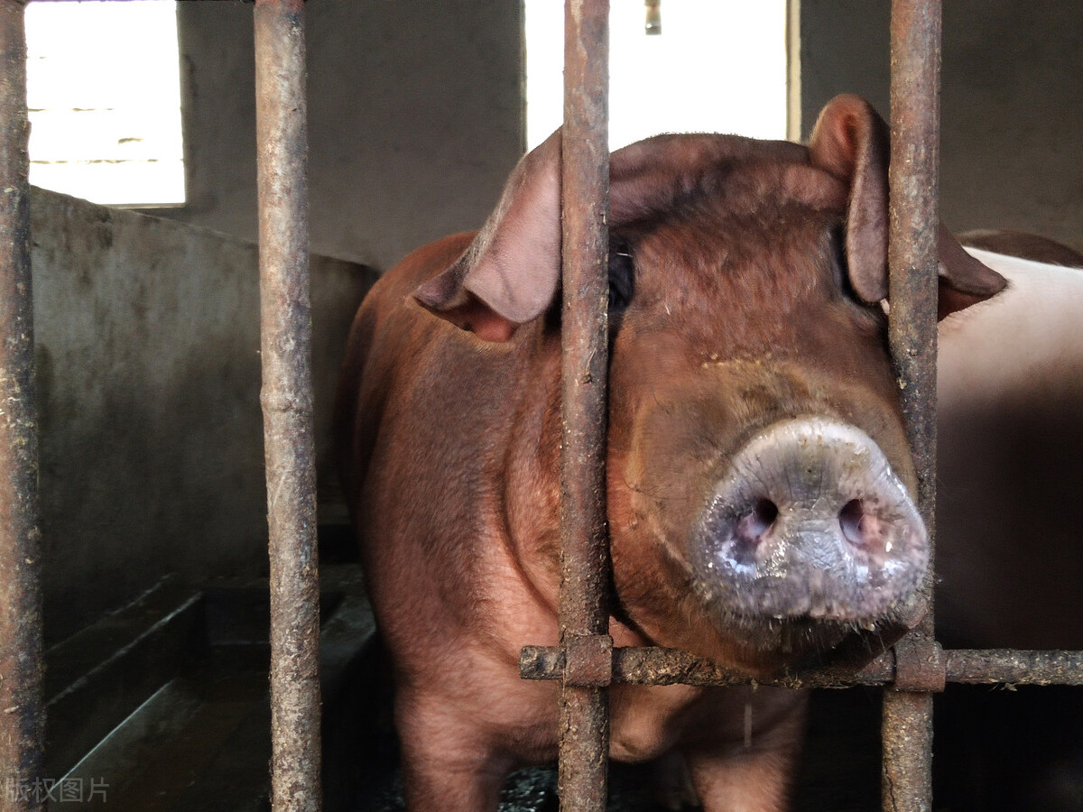 生猪价格全面破7，二次育肥有危险，2023年1月31日最新生猪行情