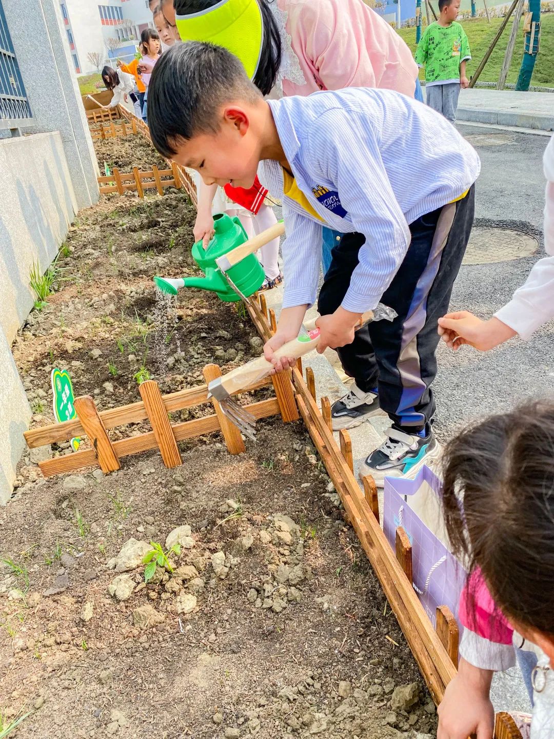 「责任教育 劳动课程」成都市双流区黄甲小学开发特色劳动种植课程