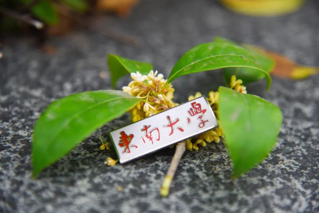 启天时、聚地利、应人和！东南大学：承大国气象，开双甲荣光！