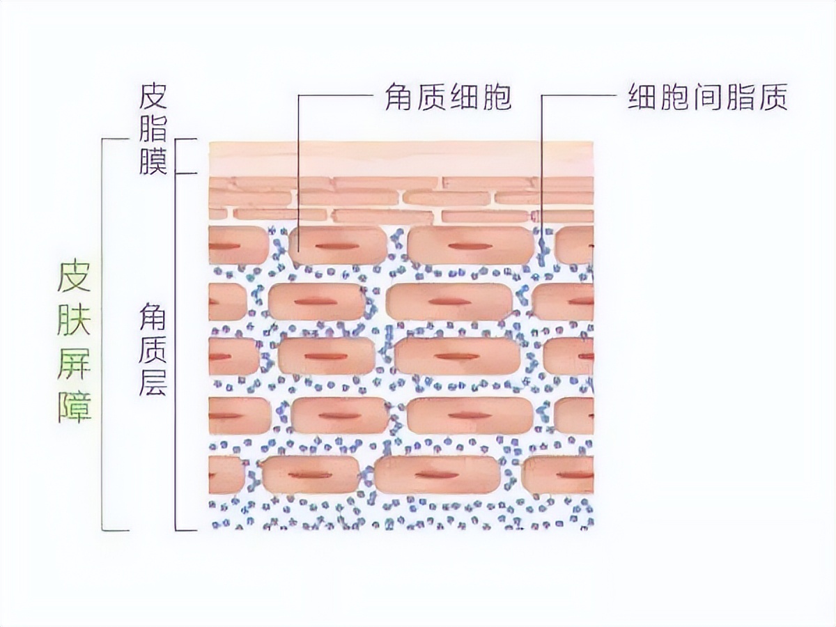 不懂就问，「以油养肤」真的靠谱吗？