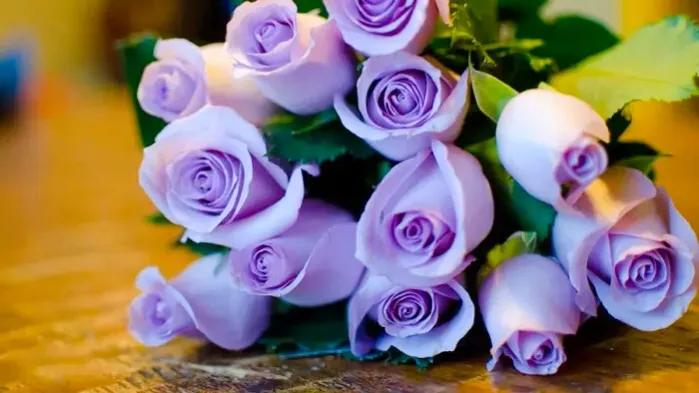 õ�廨hua11��ĺ��壨õ�廨11��duo�����壩-��Ʒpin�����