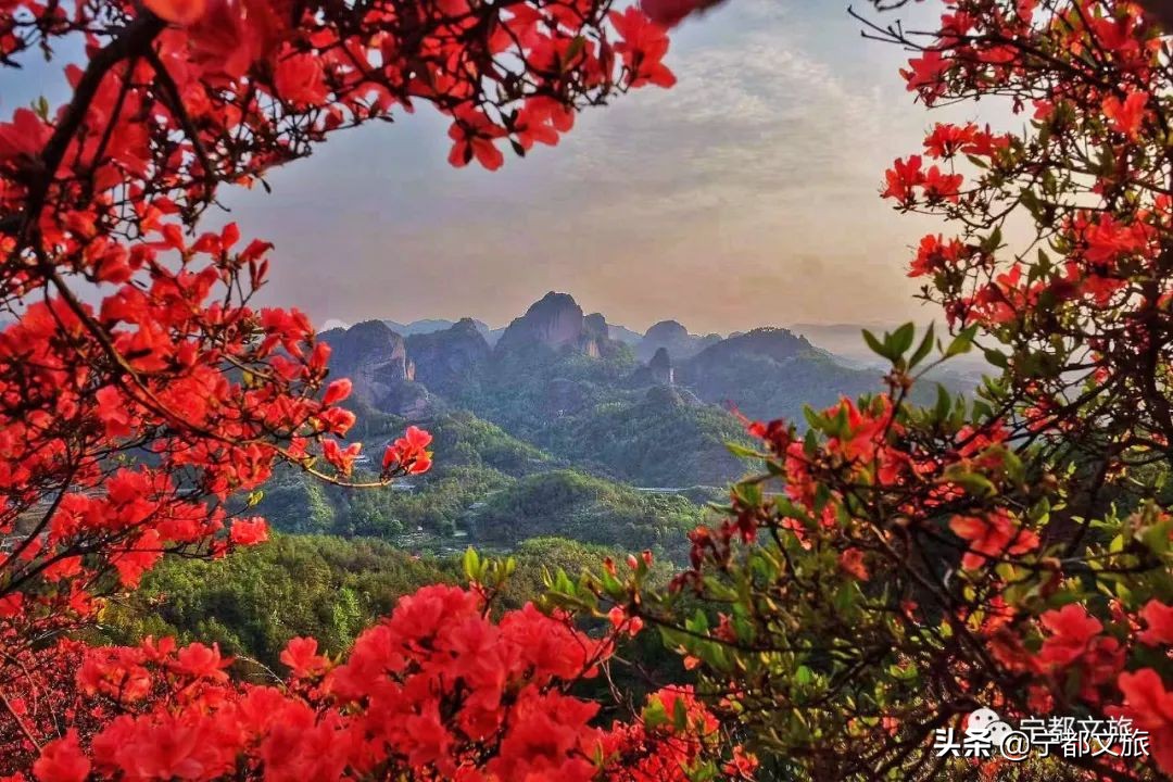 山不在高,有花则名,自古称为武华灵山,此山的映山红婉约多姿,和山上的
