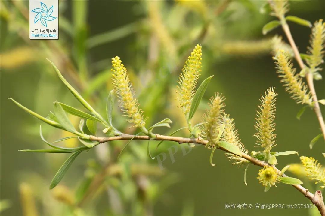 柳树的特点（敦煌壁画中的植物之柳树介绍）