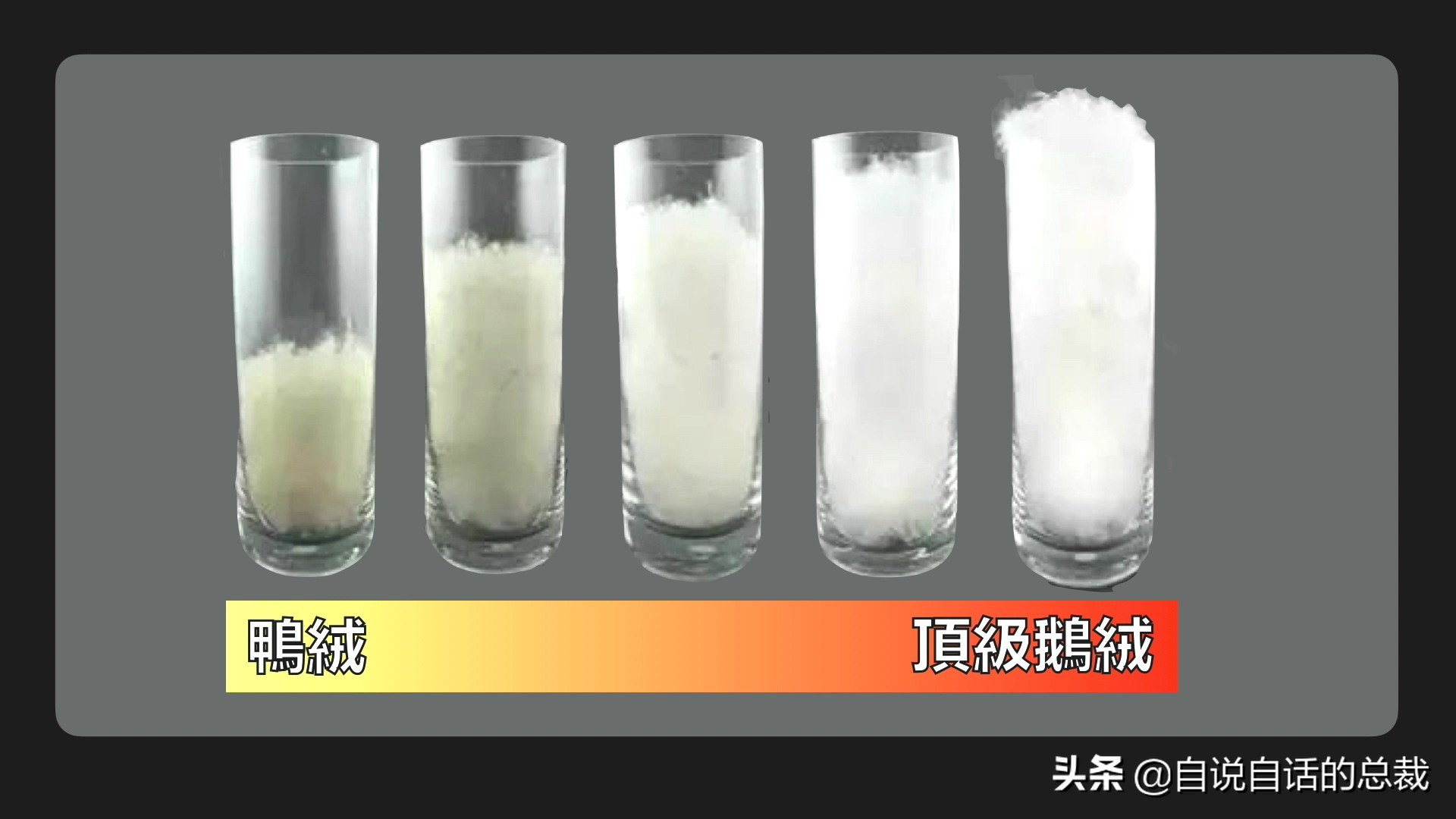 为什么动物都怕鹅？有鹅的地方没有蛇？大鹅的真实面貌超出你想象