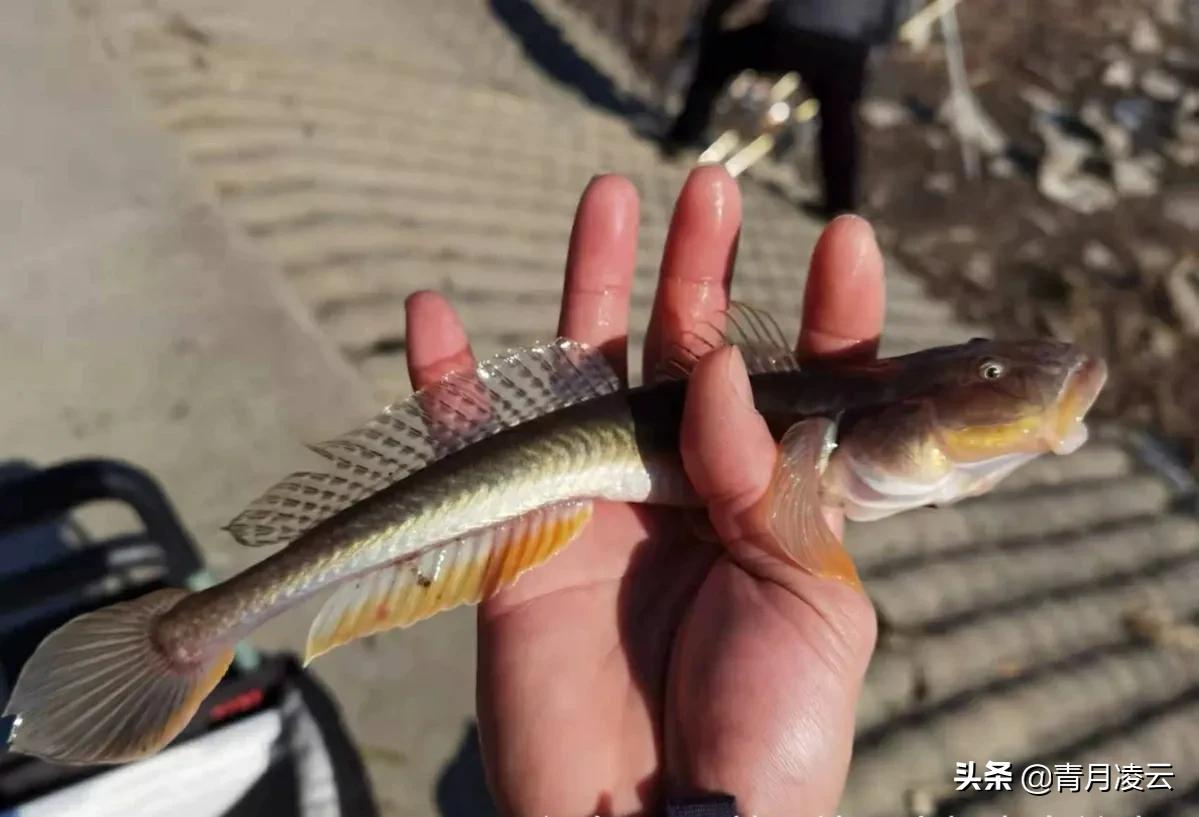 海边潮间带生物图鉴（二）