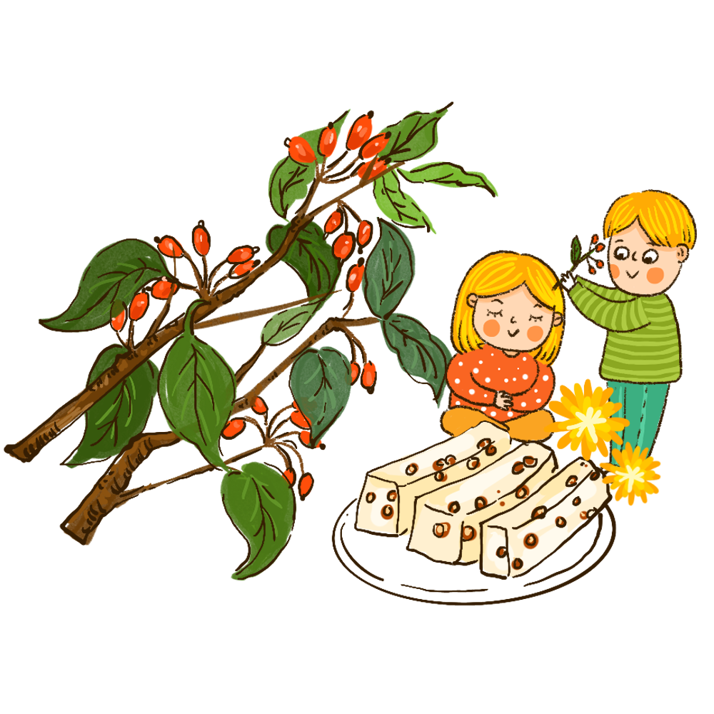 中药里茱萸有两种,重阳节"遍插茱萸"究竟是哪个?