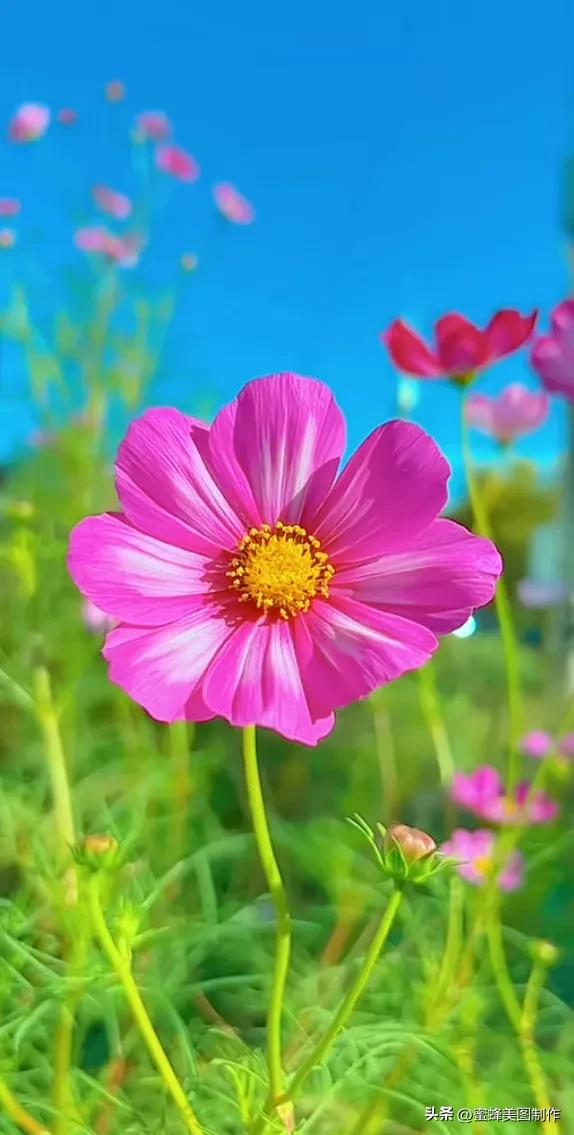 赞美花开放的优美句子发朋友圈「赞美花开放的优美句子」
