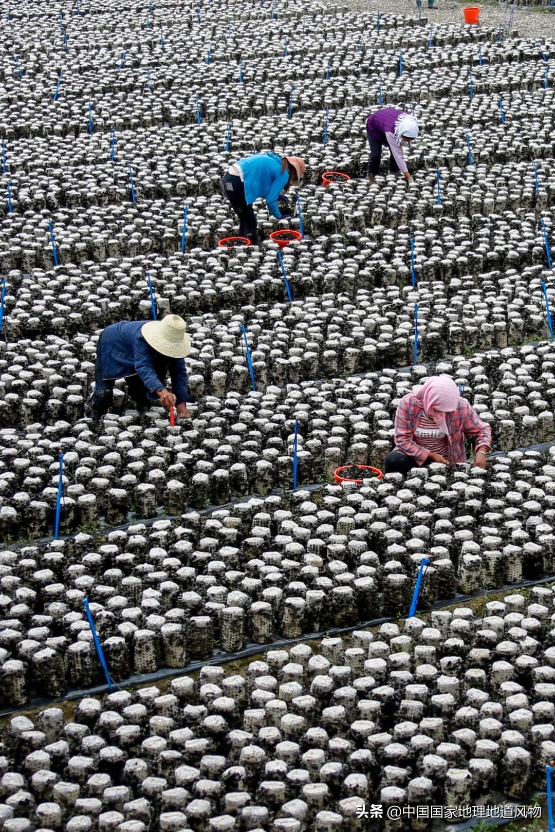 �й���͵����߲˴�ʡ��Ϊʲô�Ǹ��ࣿ