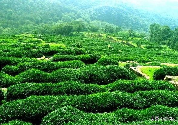 花果山云雾茶（传说江苏连云港特产皇室贡品）