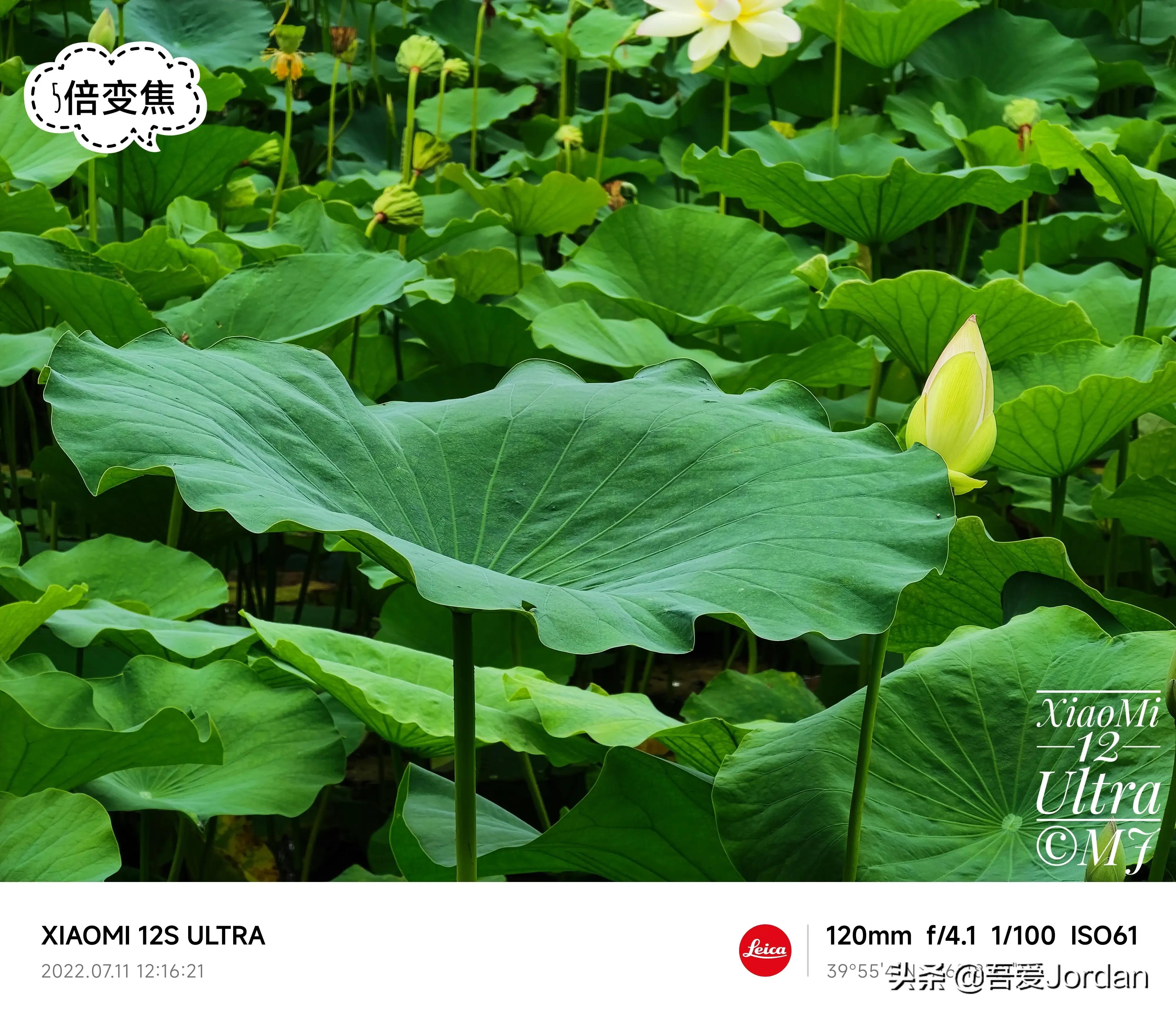 小米12S Ultra与华为Mate40RS长焦对比