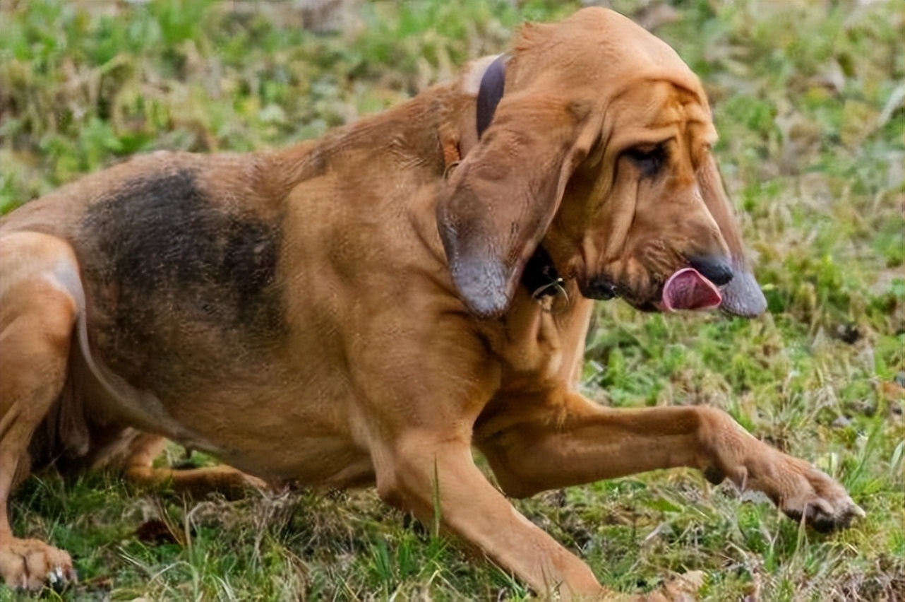 第四十四章寻血猎犬