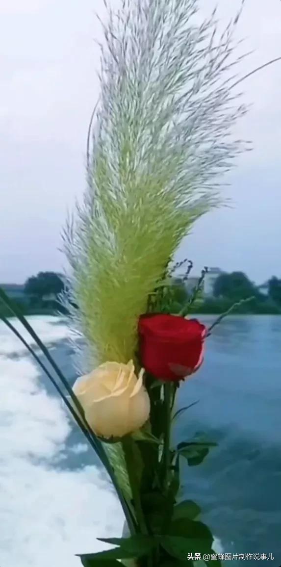 各种花卉植物，养在家里什么地方合适