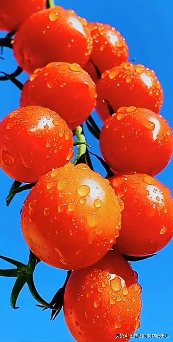 壁纸美图,硕果累累,丰收的喜悦