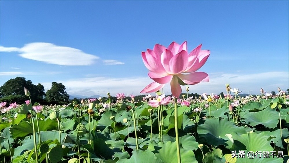 荷花十里桂三秋：十二首著名诗词，领略杭州的诗意之美