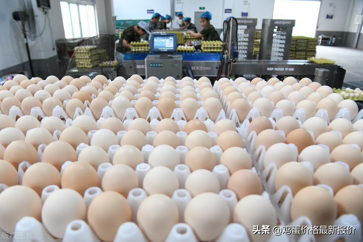 2022年4月10日鸡蛋价格最新报价行情，河北粉蛋价格大涨