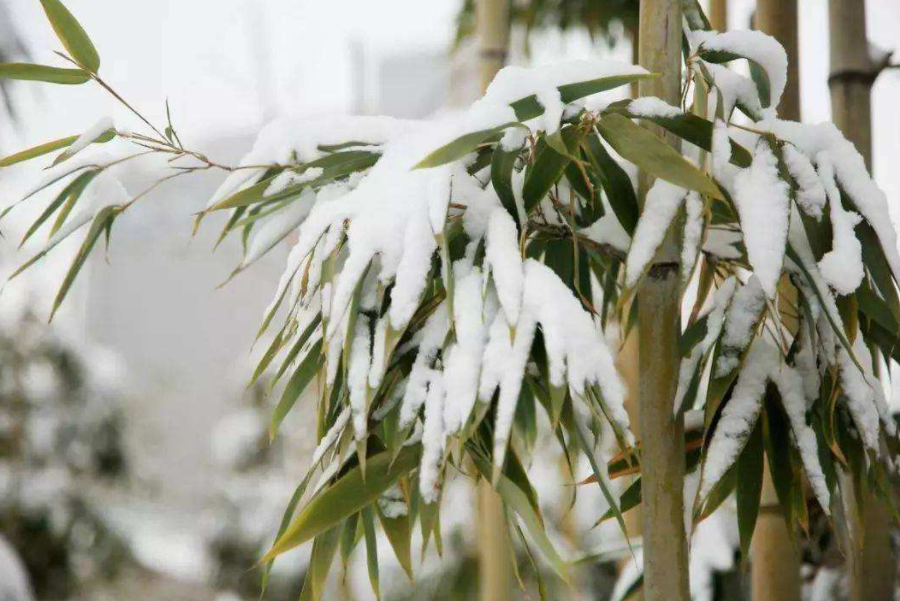 赞美冰雪的现代诗句(「原创诗词」管恩锋 | 若无瑞雪催春发 哪有千花焕彩颜（咏雪20首）)