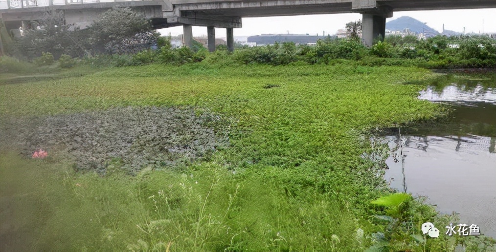 水产养殖尾水处理——多级人工湿地净水技术