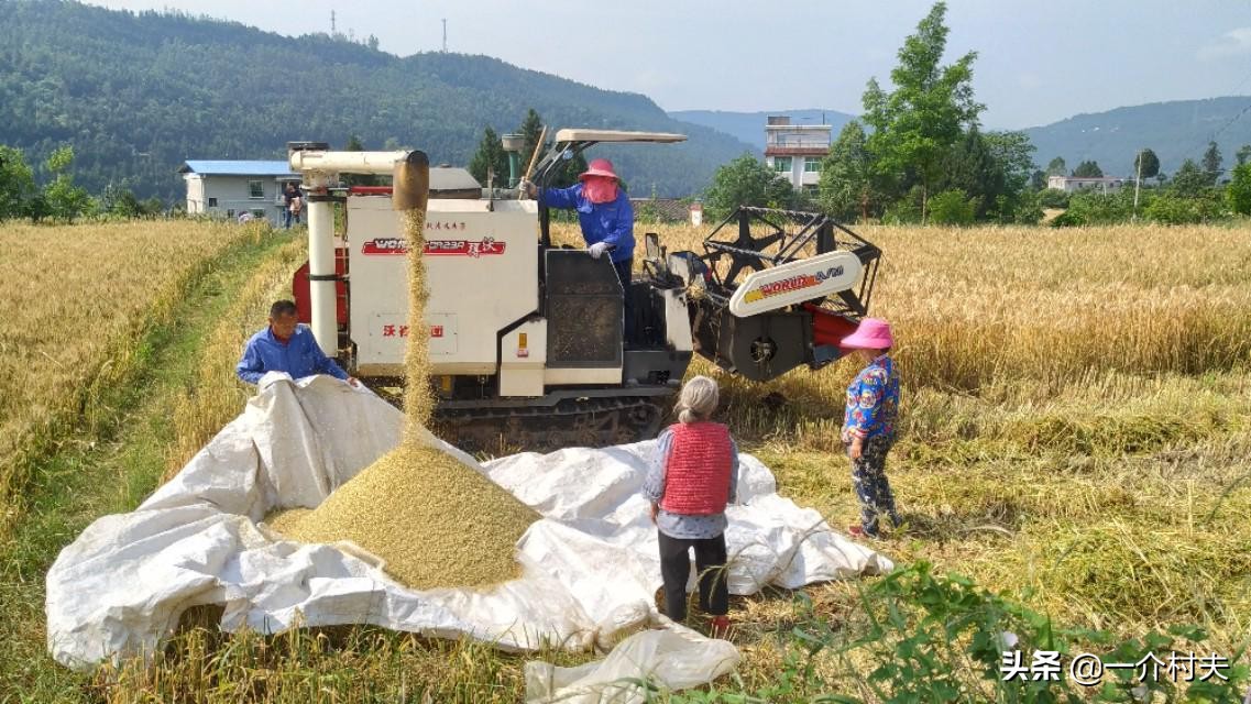 麦收收割机大涨价！今年割一亩多少钱？3个原因很现实