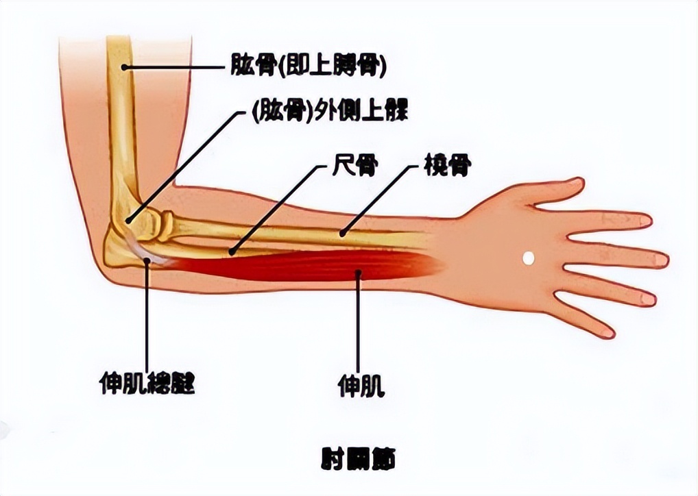 手不能握,胳膊肘外側疼痛是怎麼回事?這幾種方法幫助大家緩解