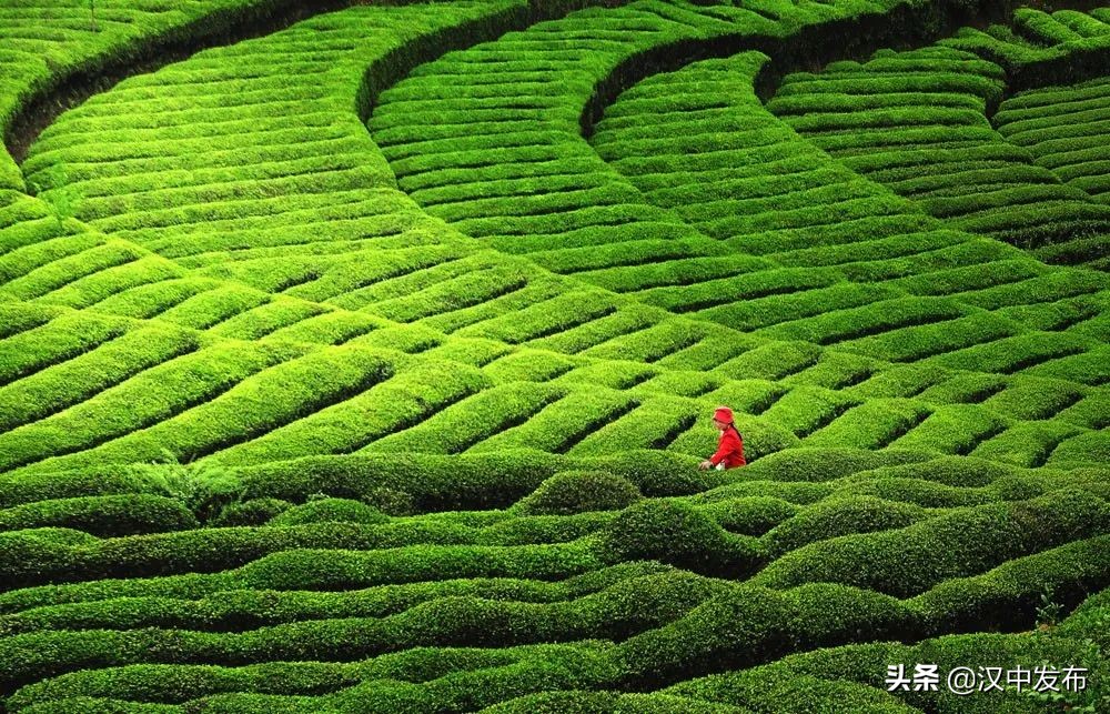 迤邐風(fēng)光，一睹為快！只此青綠，漢中茶園版！