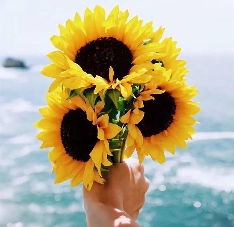 向日葵的花语是什么?当你明白了它的寓意后,一定也想养一棵