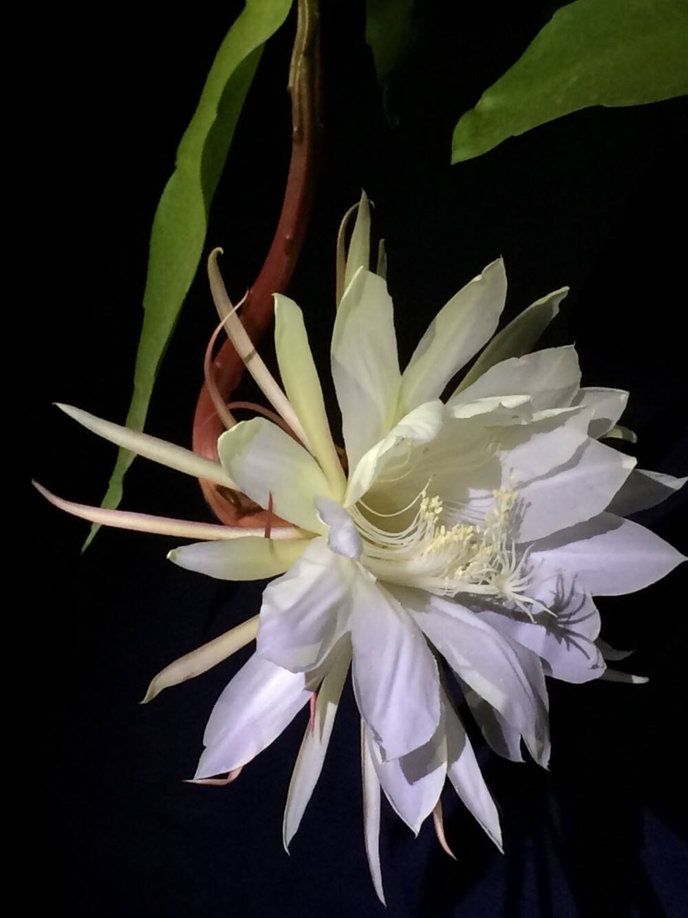 花语是绝望的花（在绝望中等待爱情的鲜花分享）