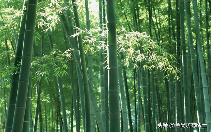 一文看懂竹浆纤维