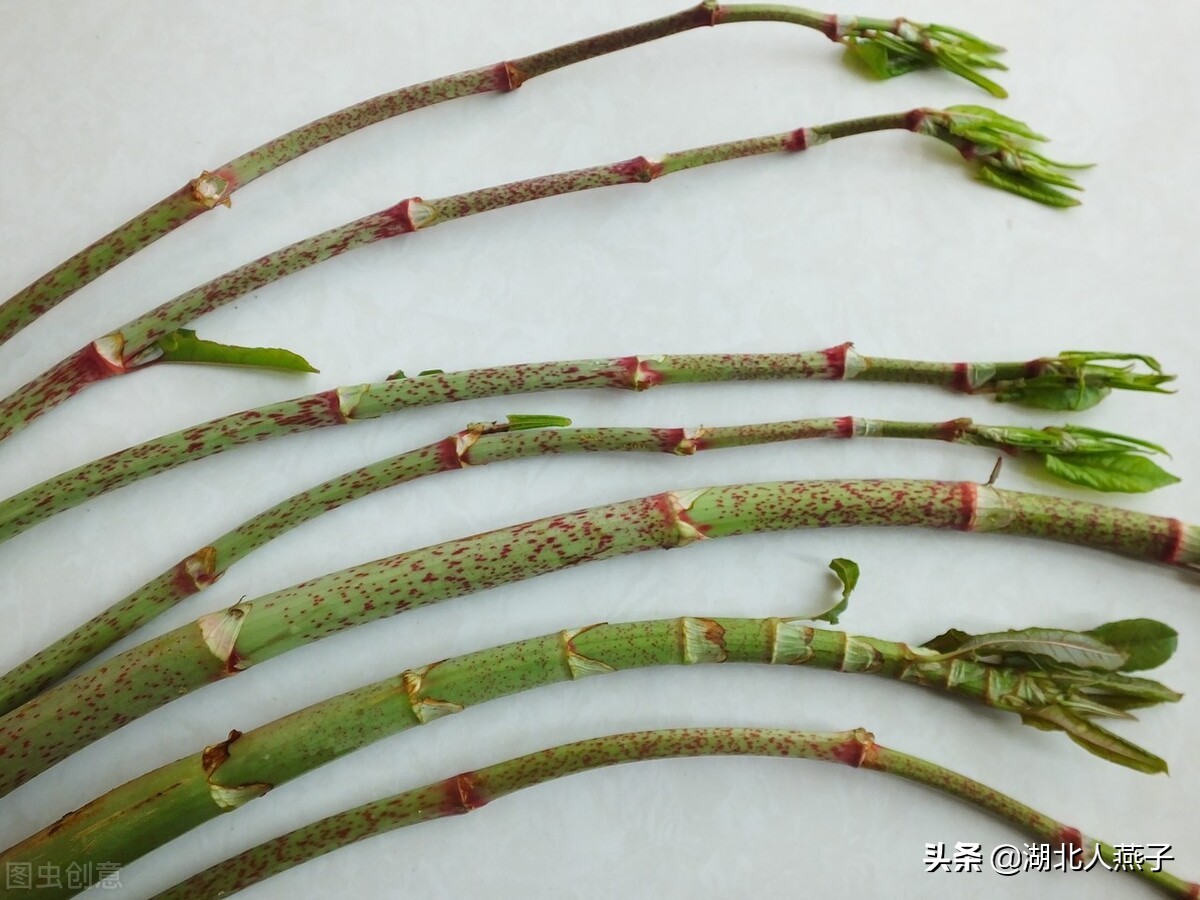 春天挖野菜，送你56种野菜大图片，带你见识不同的野菜和吃法