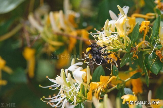 春天挖野菜，送你56种野菜大图片，带你见识不同的野菜和吃法