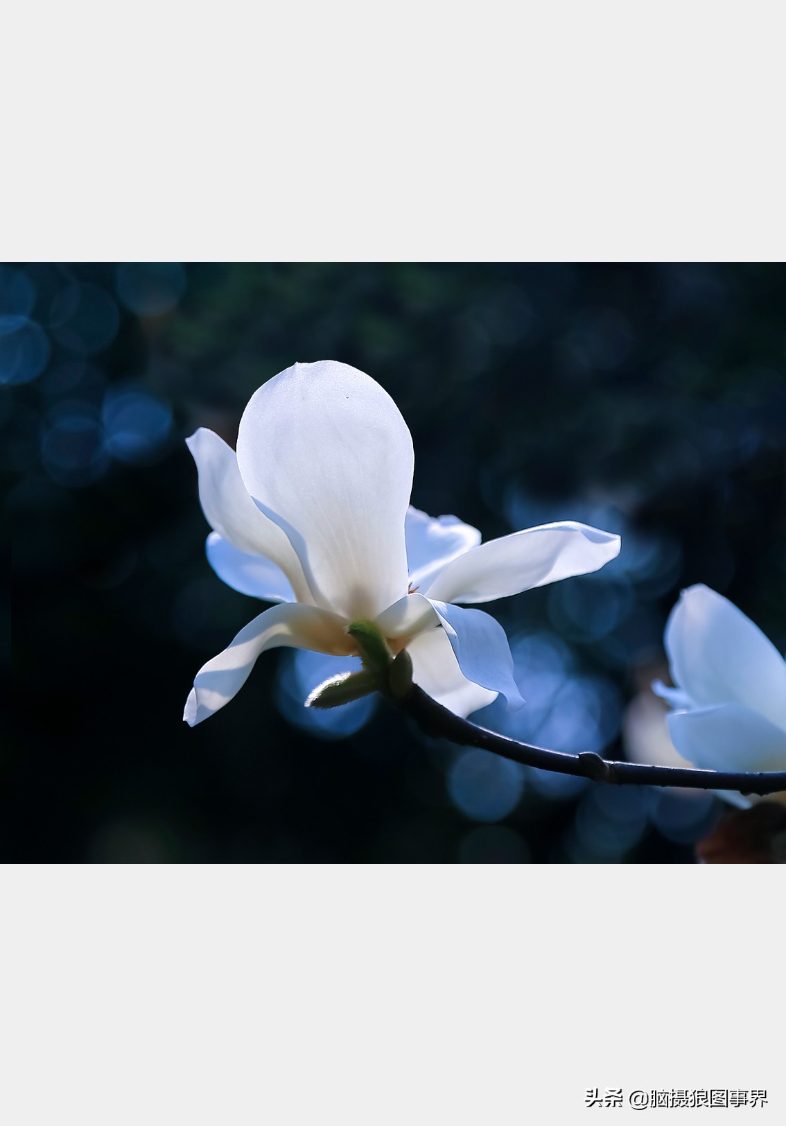 玉蘭花圖片,玉蘭花圖片大全大圖