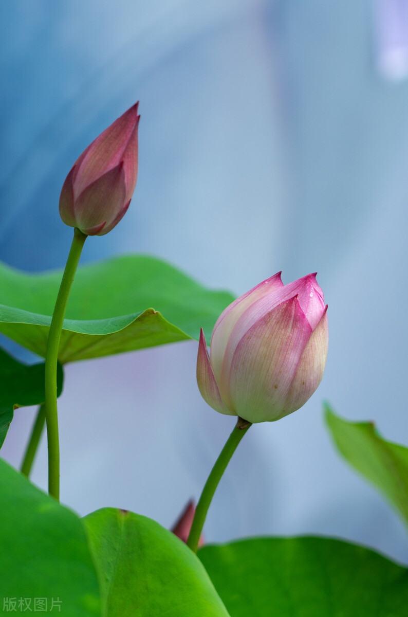 高清淡雅意境壁纸,让人心静的自然美图