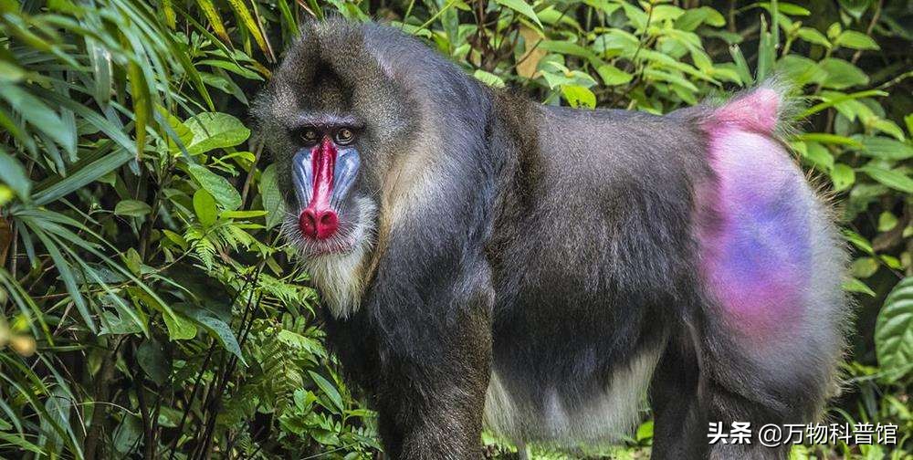 世界上最大的猴子山魈图片