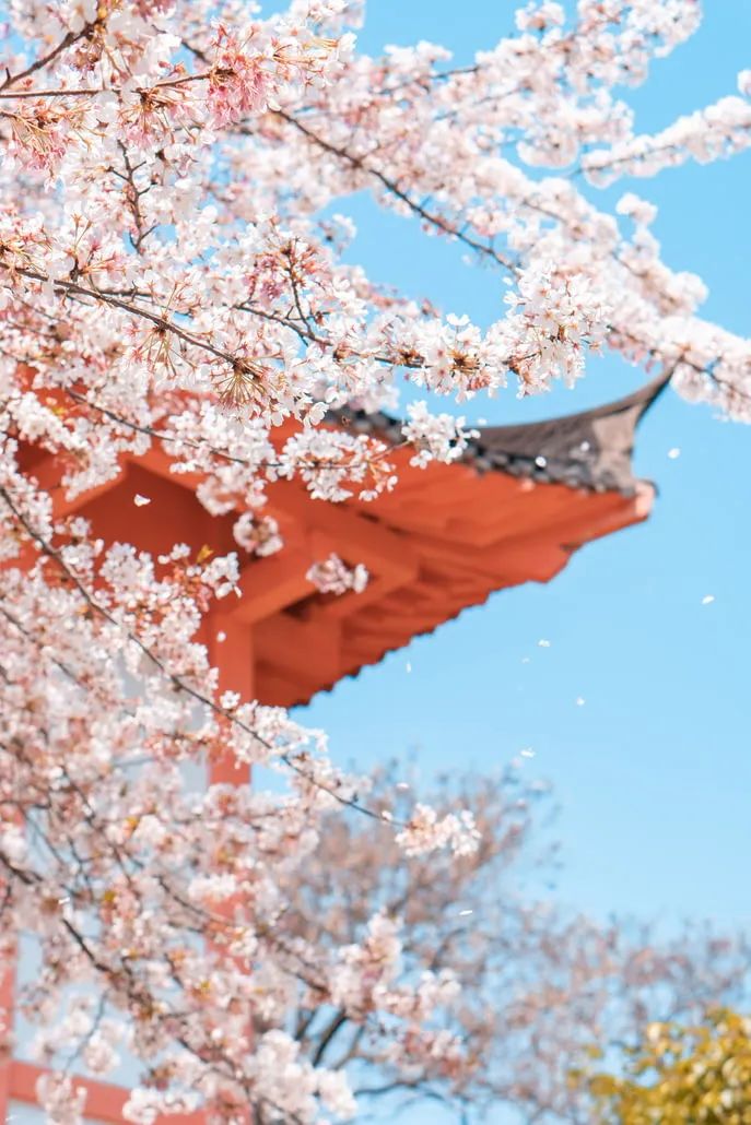 什么？这份春日赏花图鉴，竟然藏着热带花