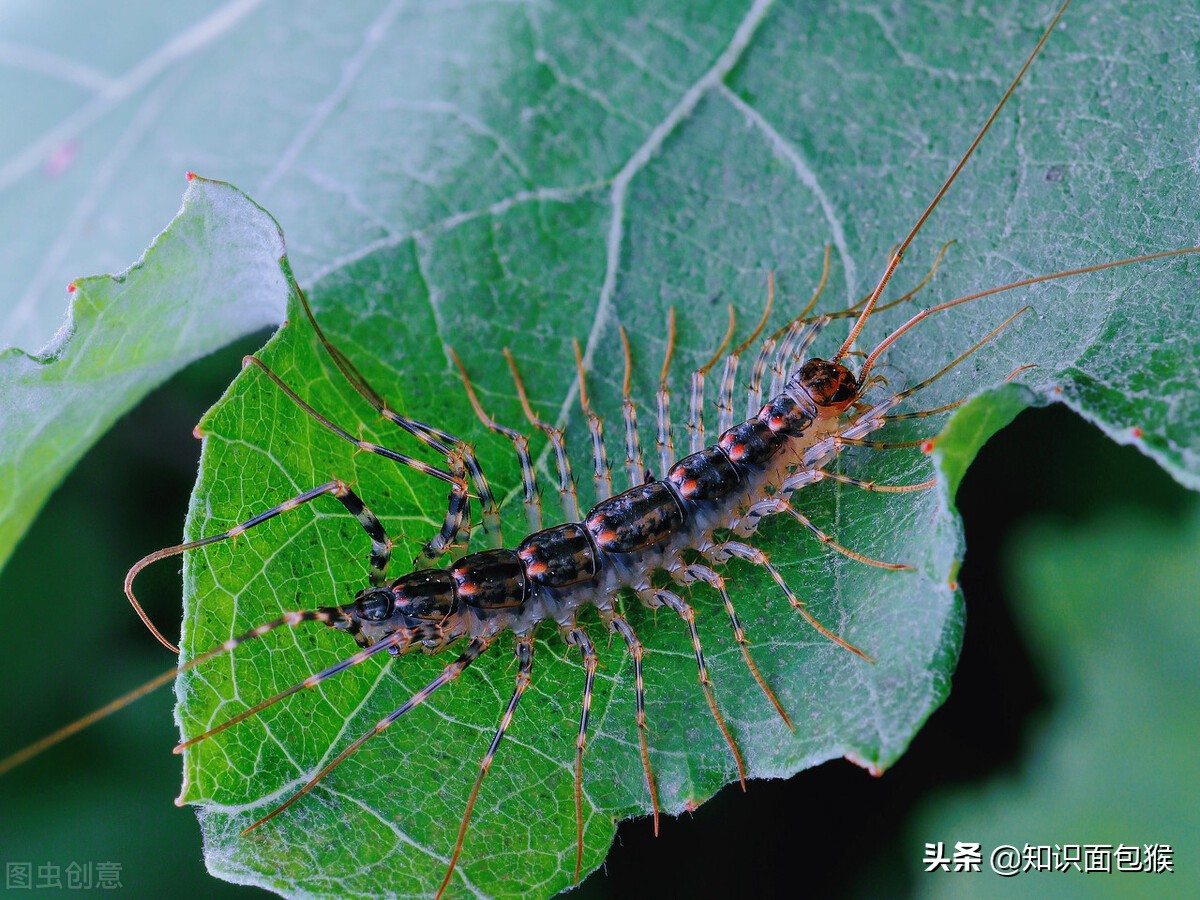 长腿蜘蛛家里为什么会这么多（长腿蜘蛛出现在家里好吗）-第3张图片-华展网