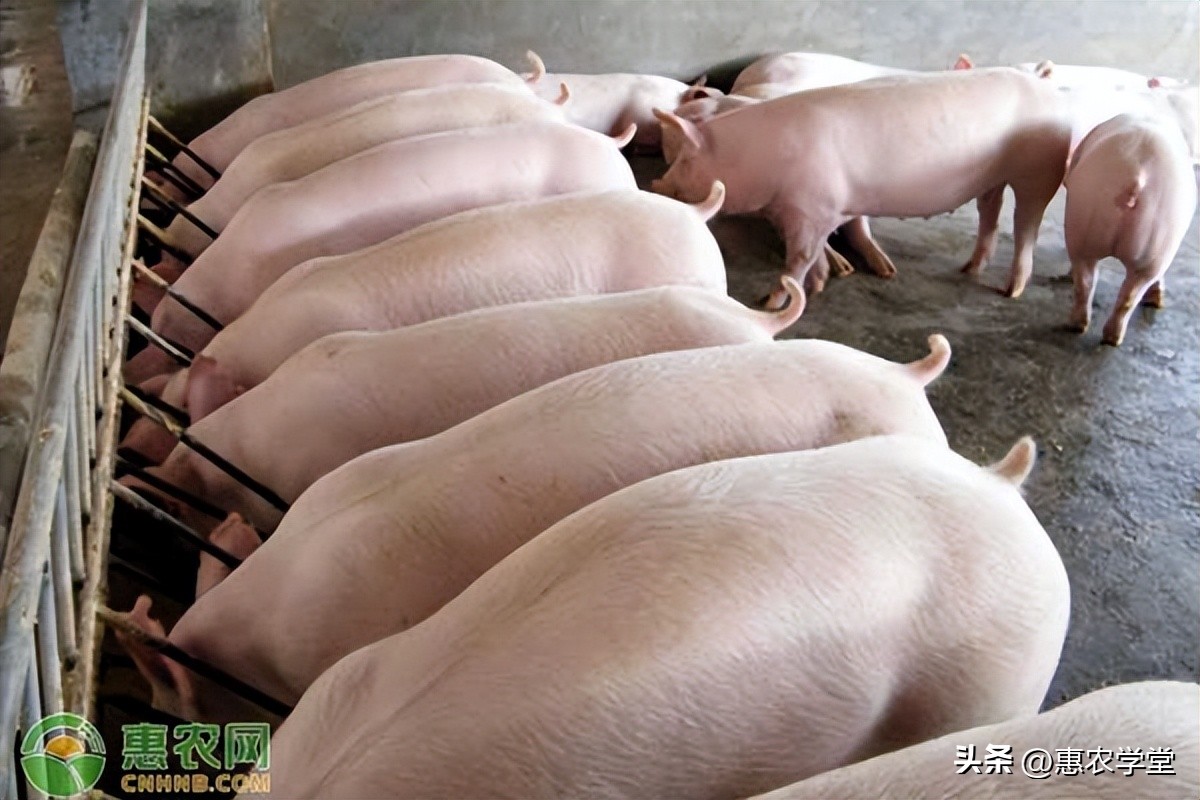 今日生猪价格多少钱一斤？国庆后生猪价格会下降吗？