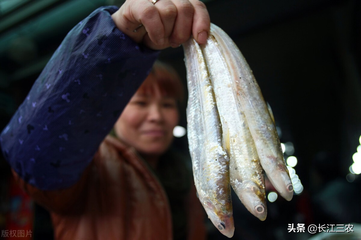 又到“江刀”洄游季，吃鱼却已成追忆