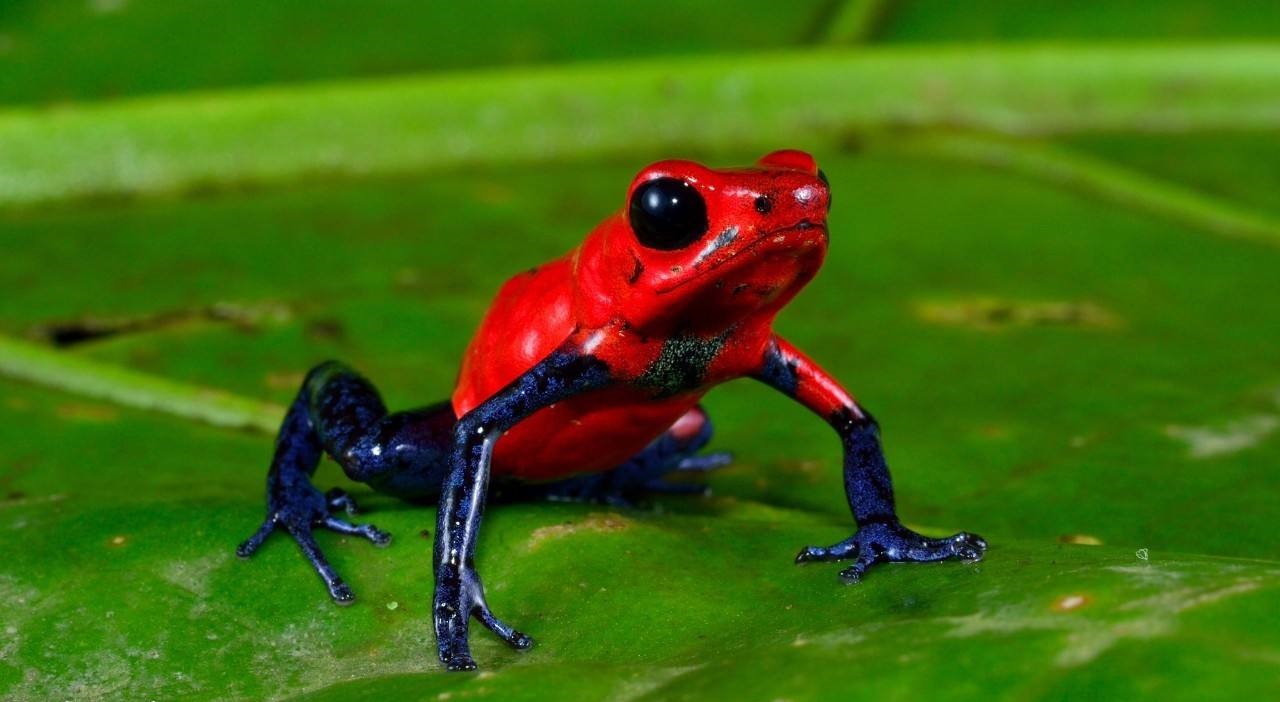 世界十大毒王 全球远古十大毒王-泛经验