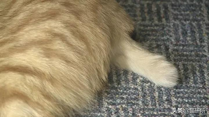 警惕猫咪冬季冻伤!急救指南在这里…