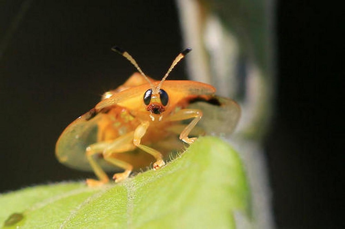 金梳龟甲体内真有黄金吗?